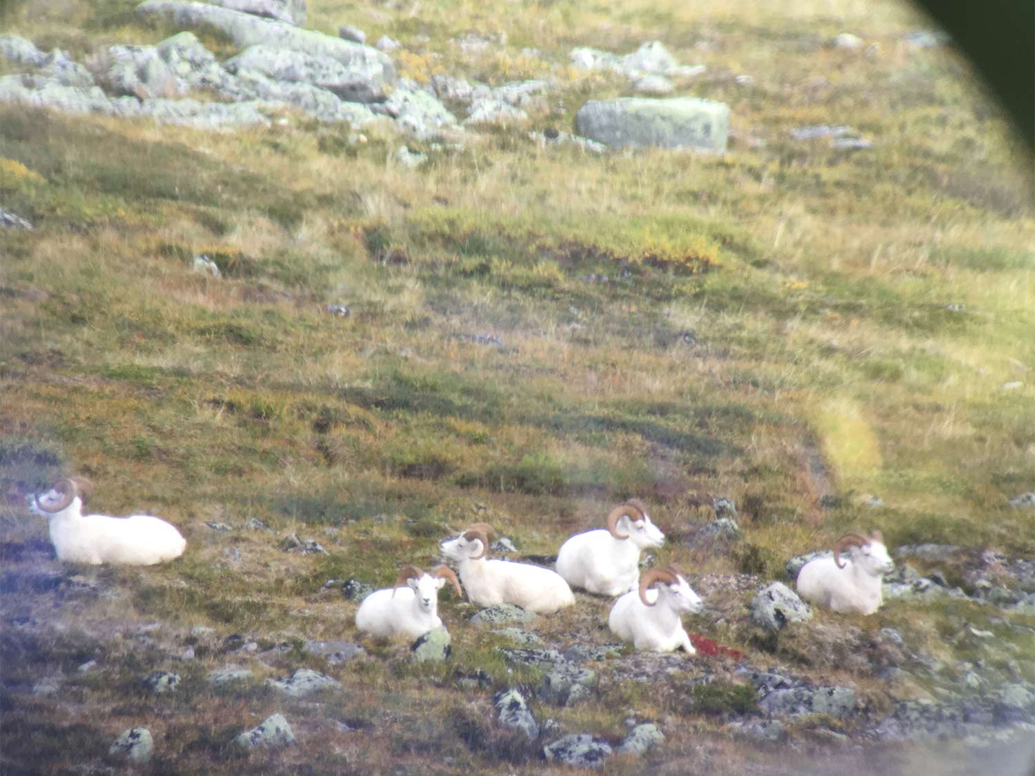 A herd of dall sheep standing on a hillside.