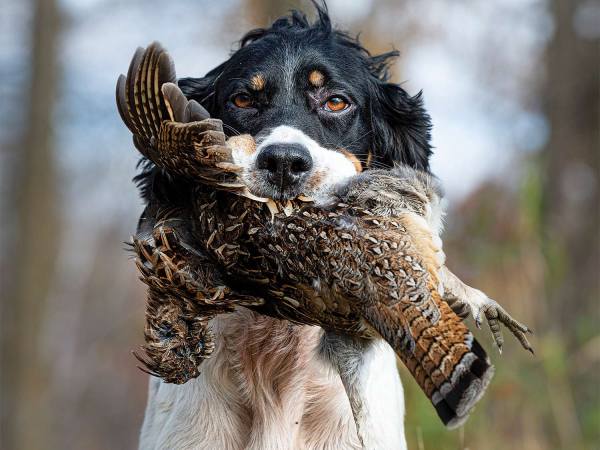 The Toughest Grouse Hunts are Always Worth It