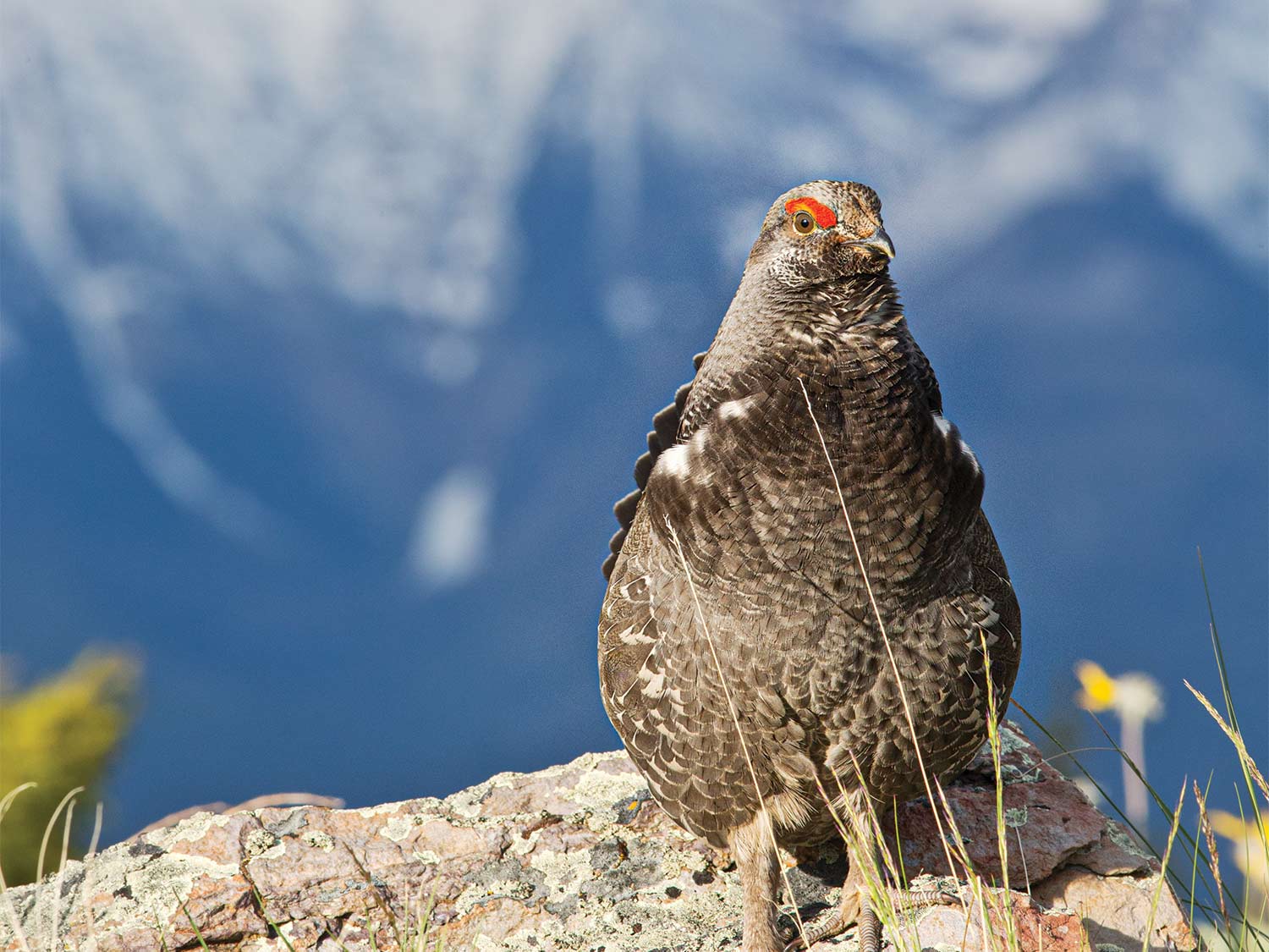 A sooty grouse sitting on a rock.