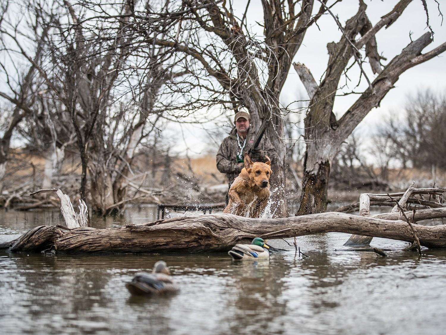A hunting dog splashes through the water to retrieve a duck.