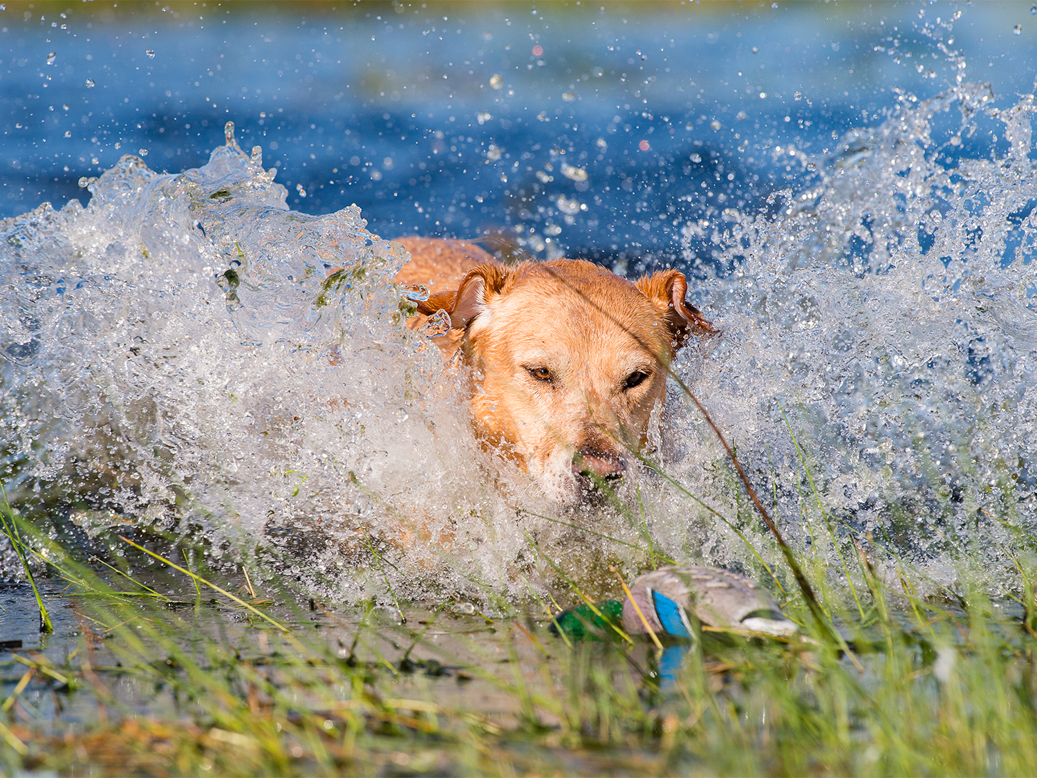 A hunting dog spashes in the water on a retrieve.