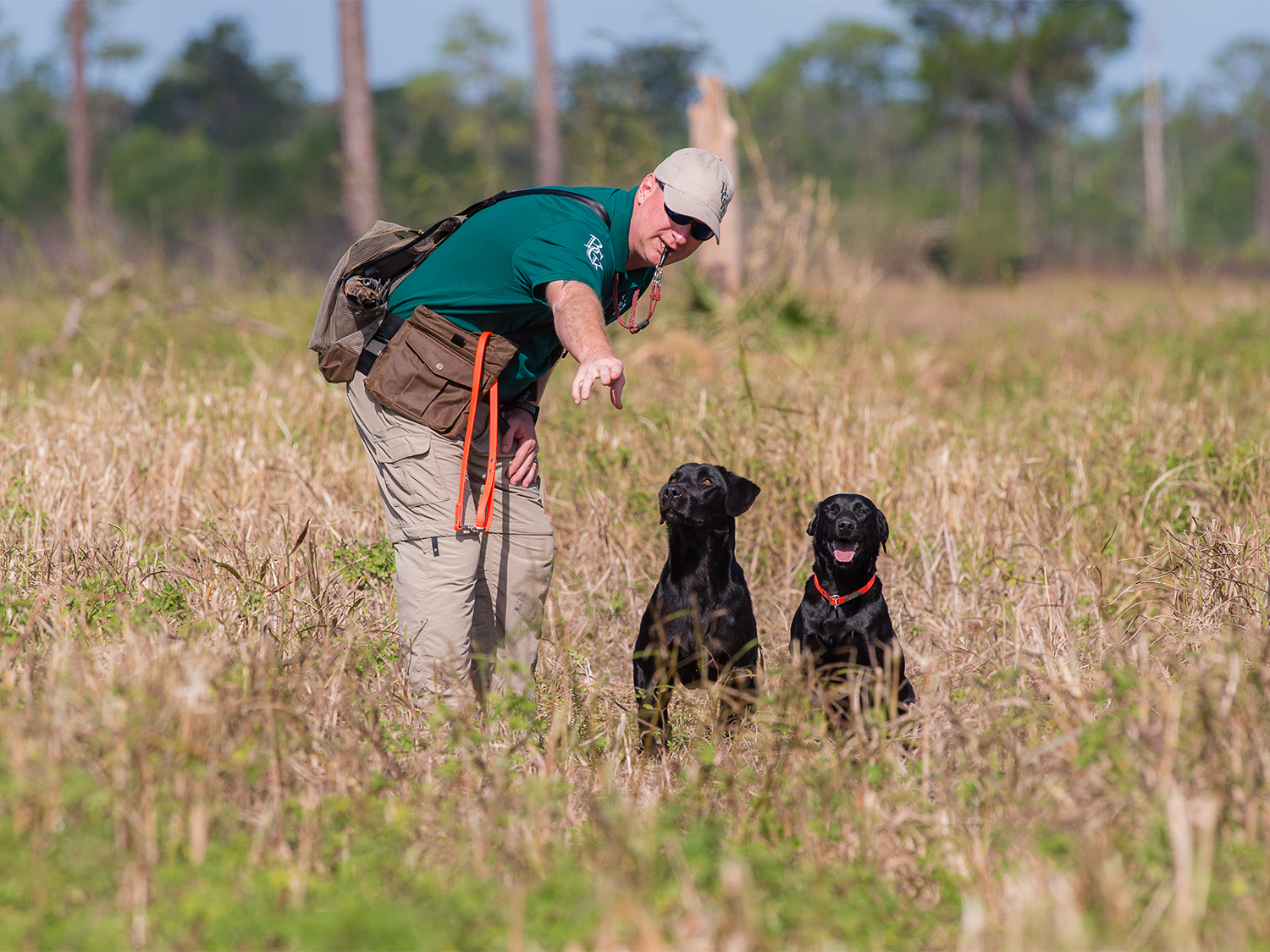 A hunter trains two hunting dogs in an open field.