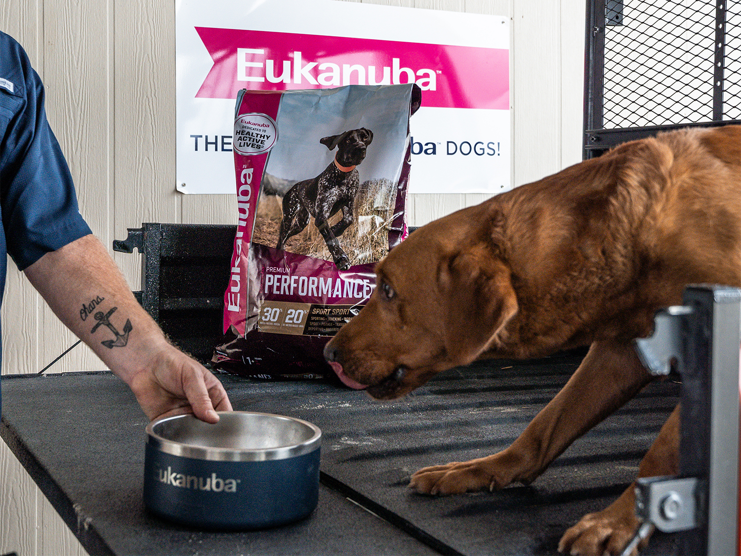 A hunting dog in the bed of a UTV eats from a bowl next to a bag of Eukanuba dog food.
