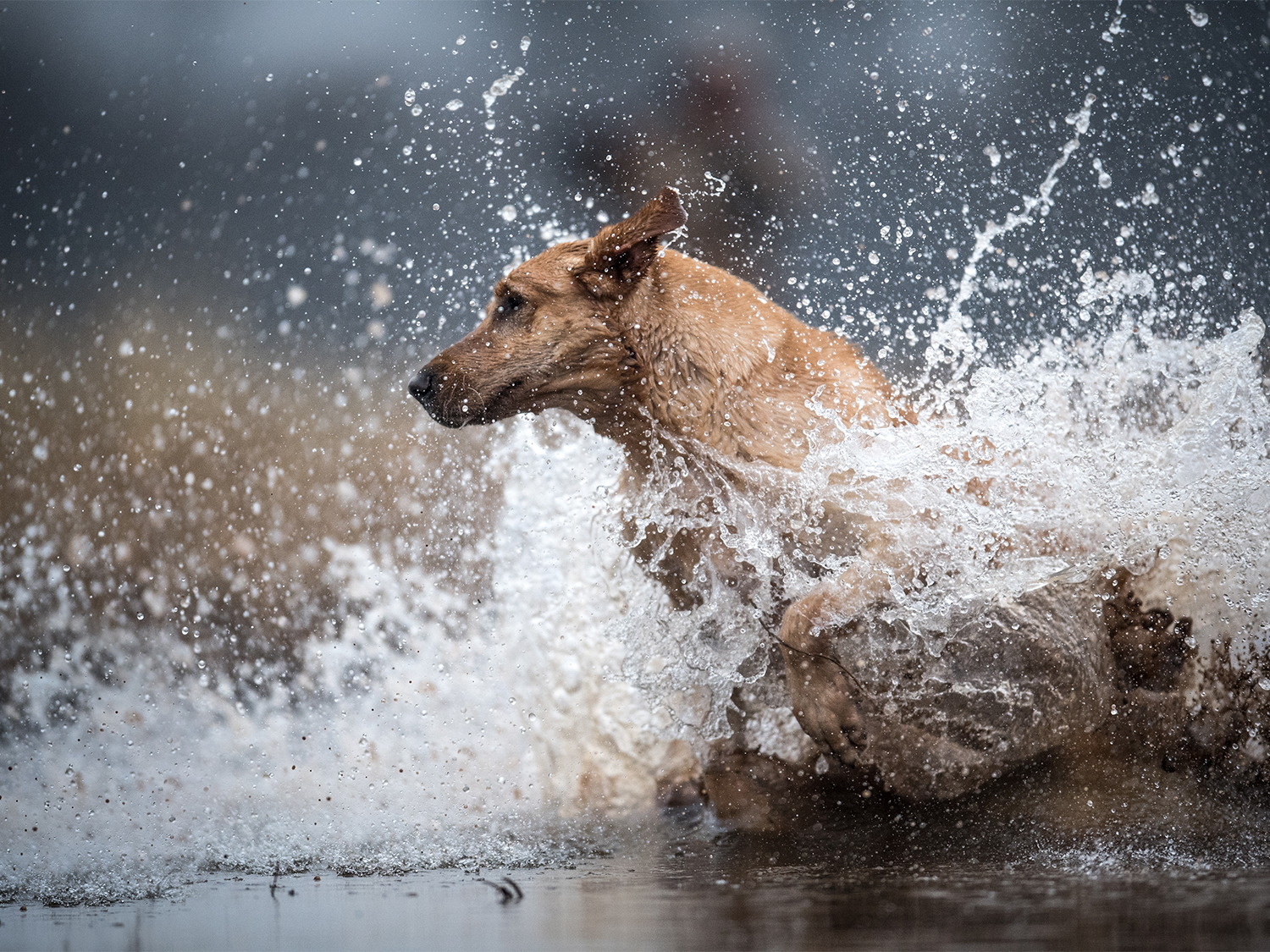 A labrador retriever splashes in the water.