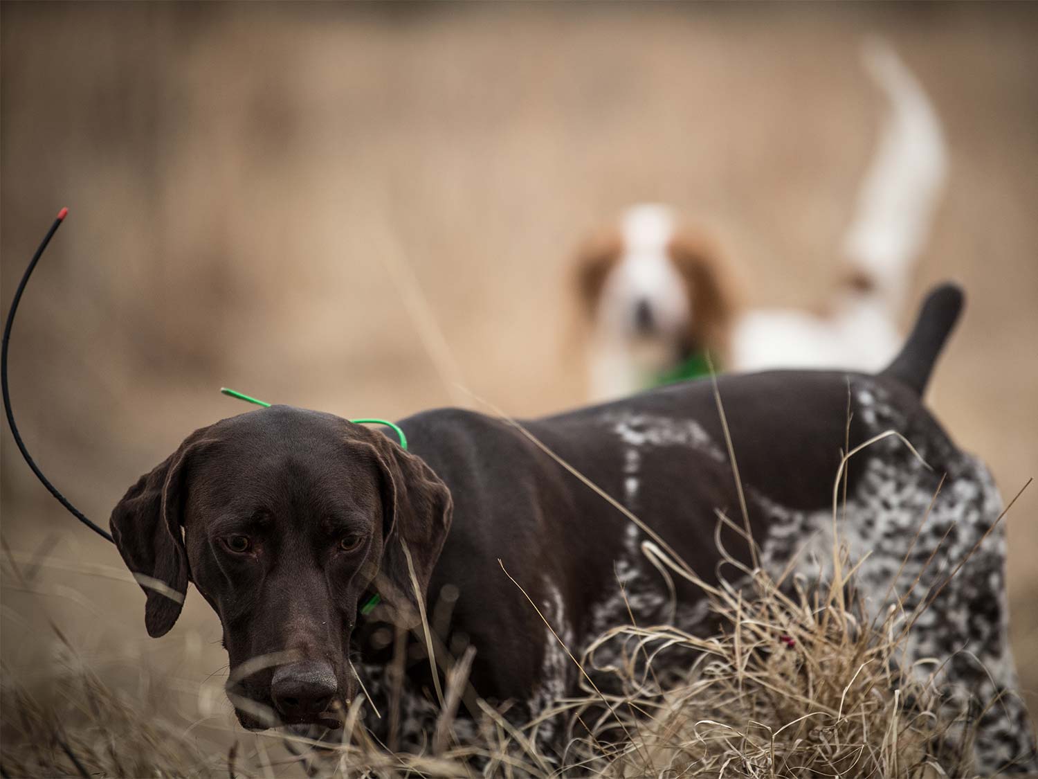 Two hunting dogs in a large open field.