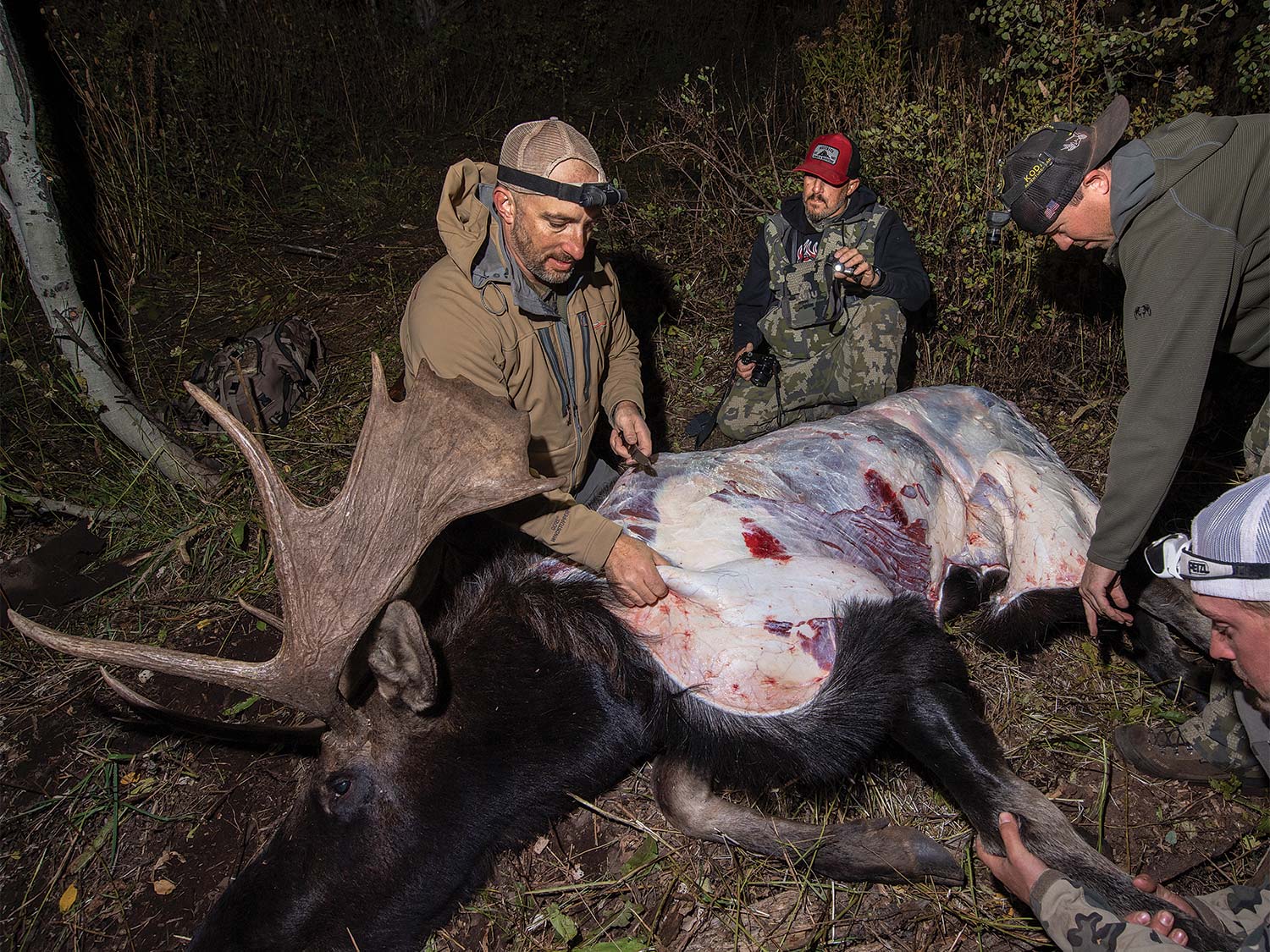 Three hunters butcher and quarter a bull moose in the woods at night.