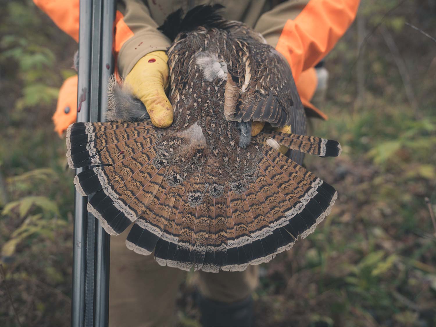 A hunter holds up a large grouse and spreads the tailfeathers out.