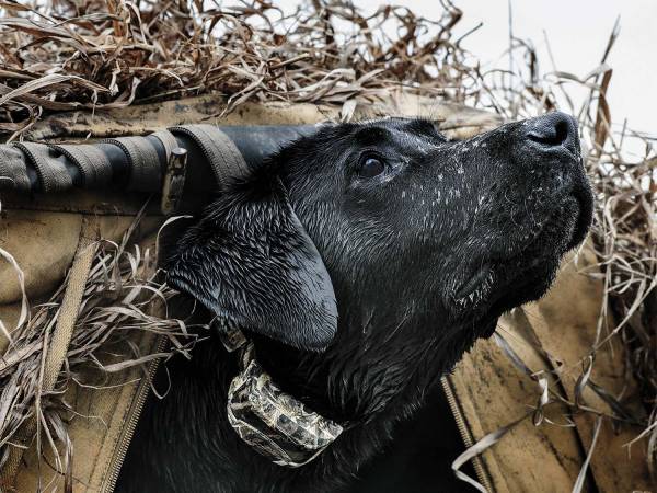 Your Retriever Will Teach You These 5 Life Lessons