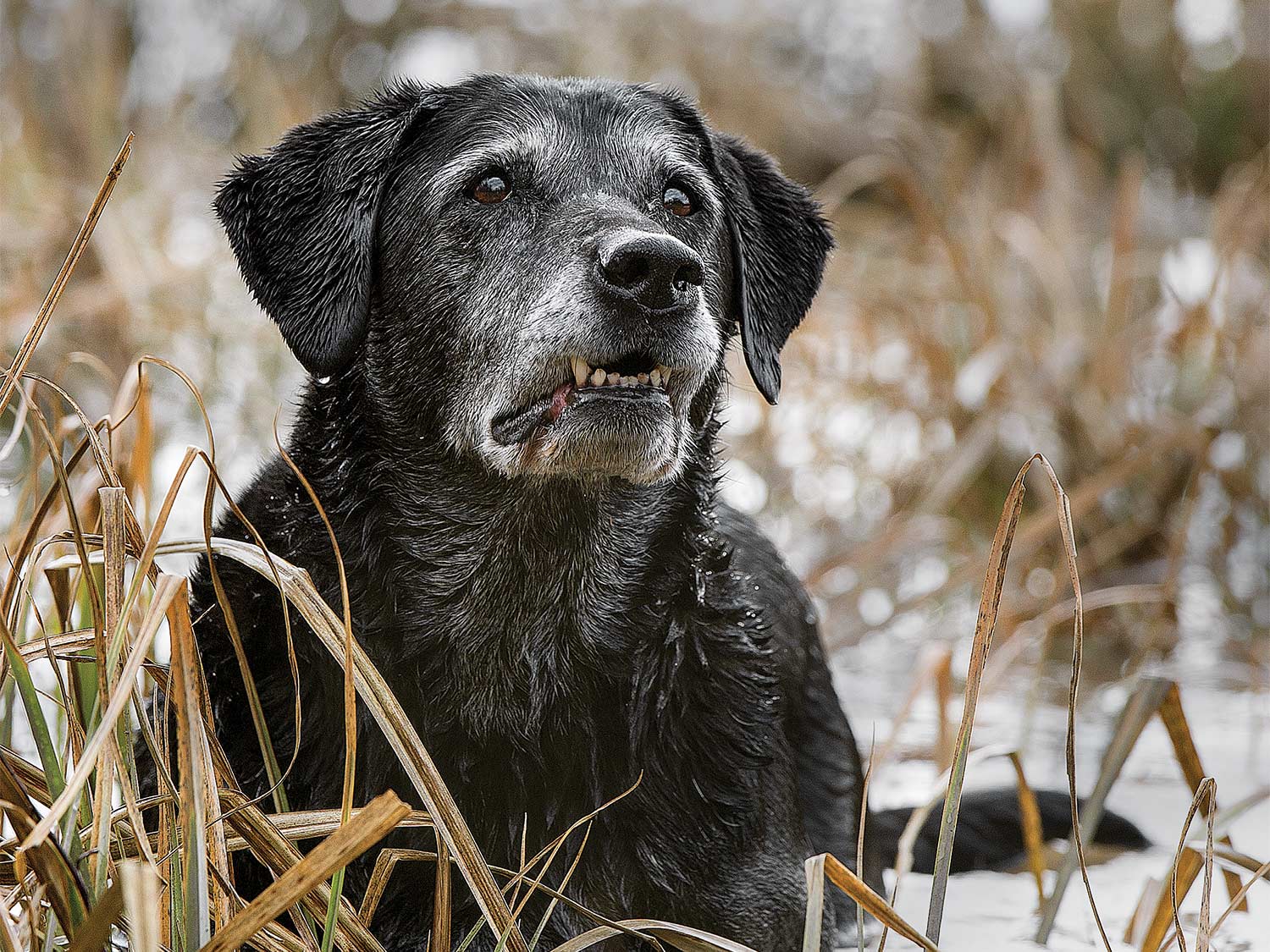 A black lab dog waits in tall grass during a waterfowl duck hunt.