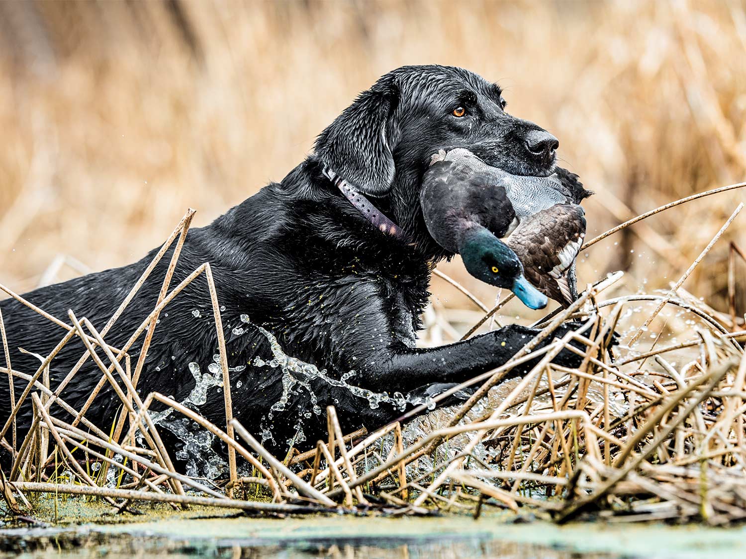 A black lab retriever holds a bluebill duck in its mouth as it returns from a retrieve in a lake.