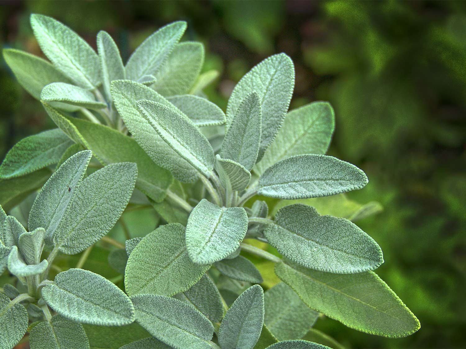 A sprig of sage plant growing lush and green.