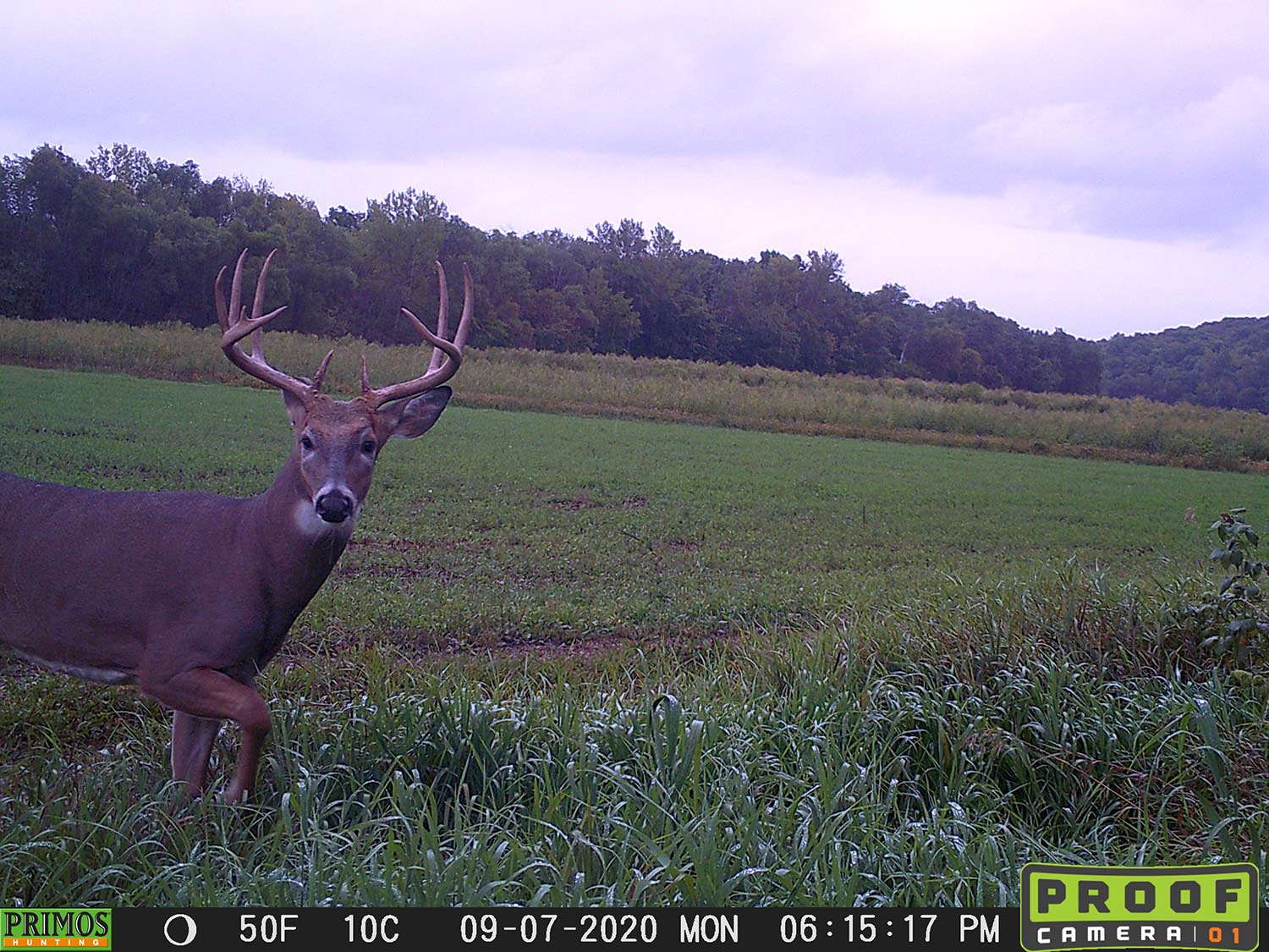 A Proof Camera trail cam photograph showing a whitetail duck walking through a food plot.