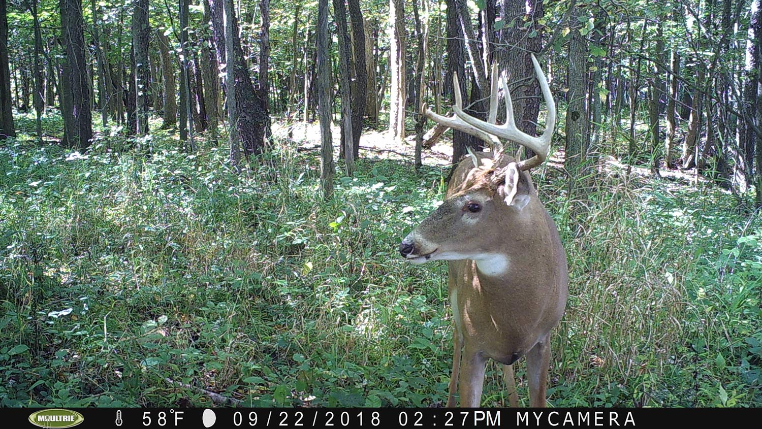 A single whitetail buck out in the woods caught on trail camera footage.