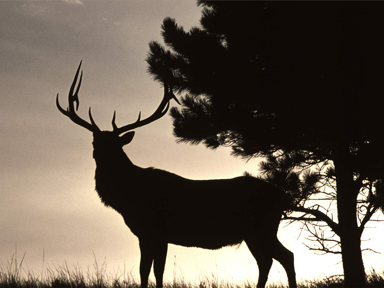 A silhouette of a large bull elk in front of a silhouetted tree, with the sun in the horizon.