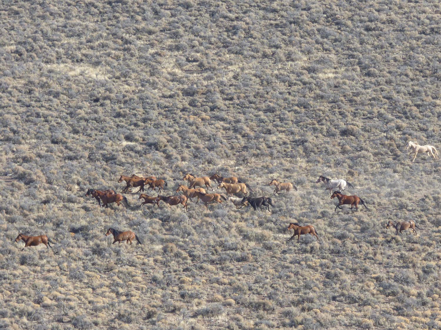 A herd of wild horses of the Beaty Butte herd roam across the large open plains of Oregon