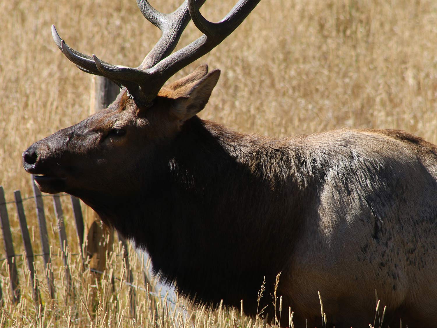 A large bull elk roams through a field of tall grass.