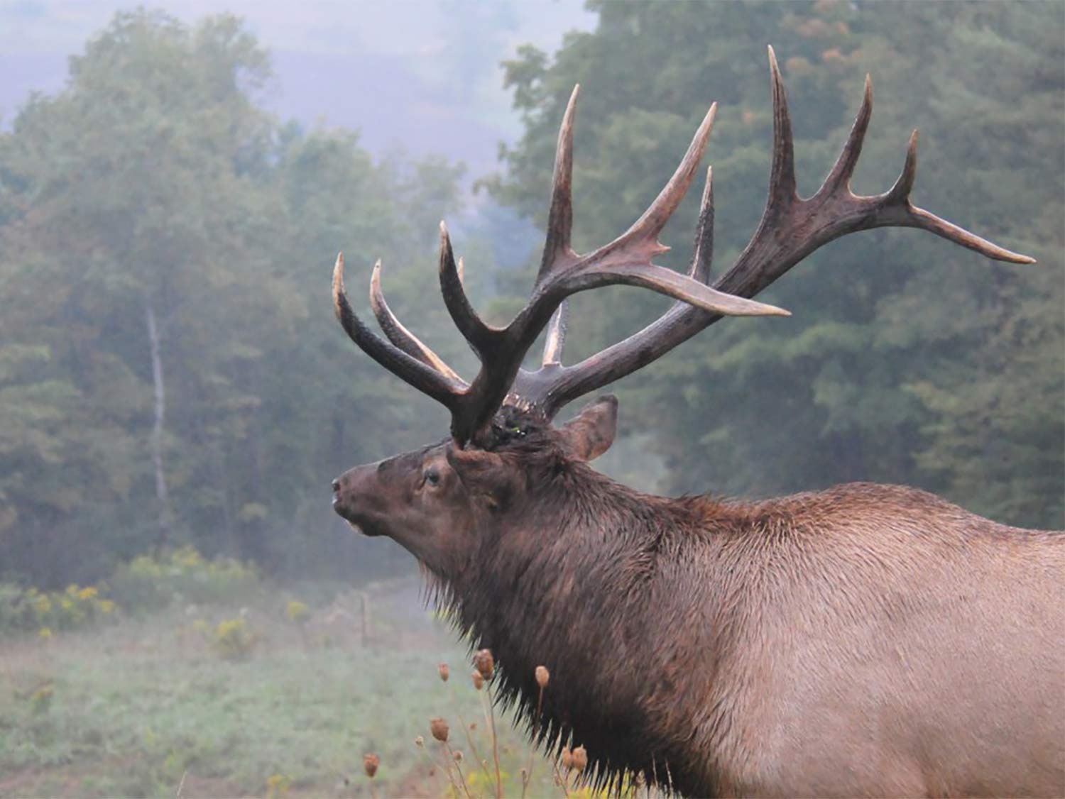 A large bull elk roams through an open clearing in a forest with fog in the background.