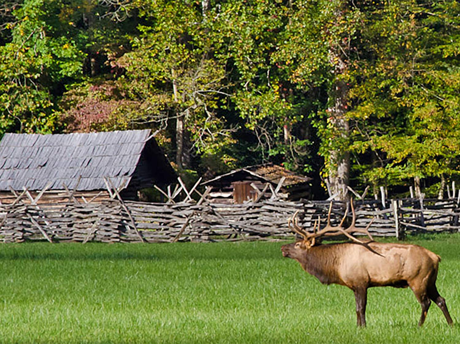 A large bull  elk walks through an open field in front of a split rail fence and farmland.
