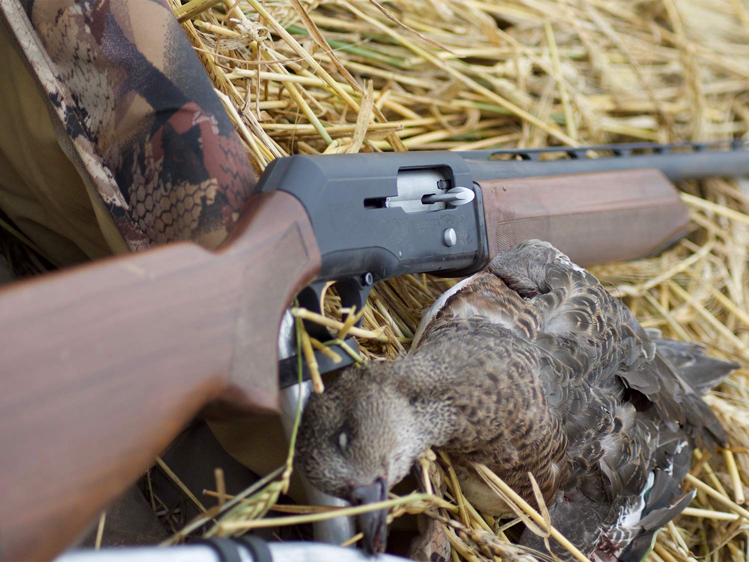 A Beretta shotgun next to a silver mallard duck.