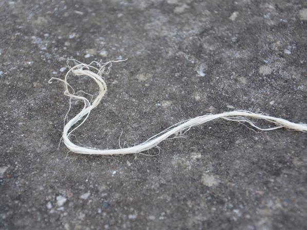 A string of sinew on a flat rock surface.