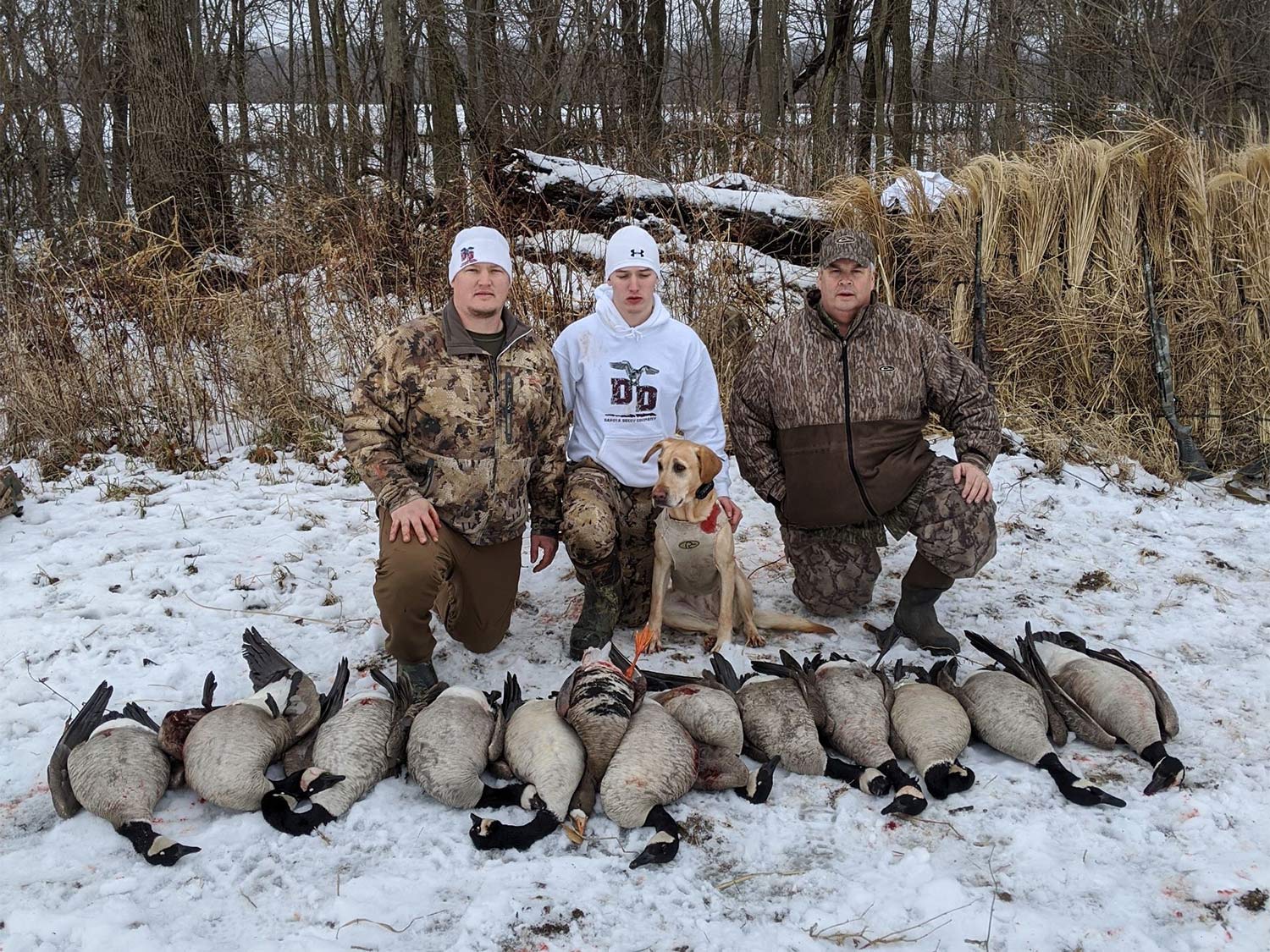 A group of hunters sit behind a line of geese on the ground.