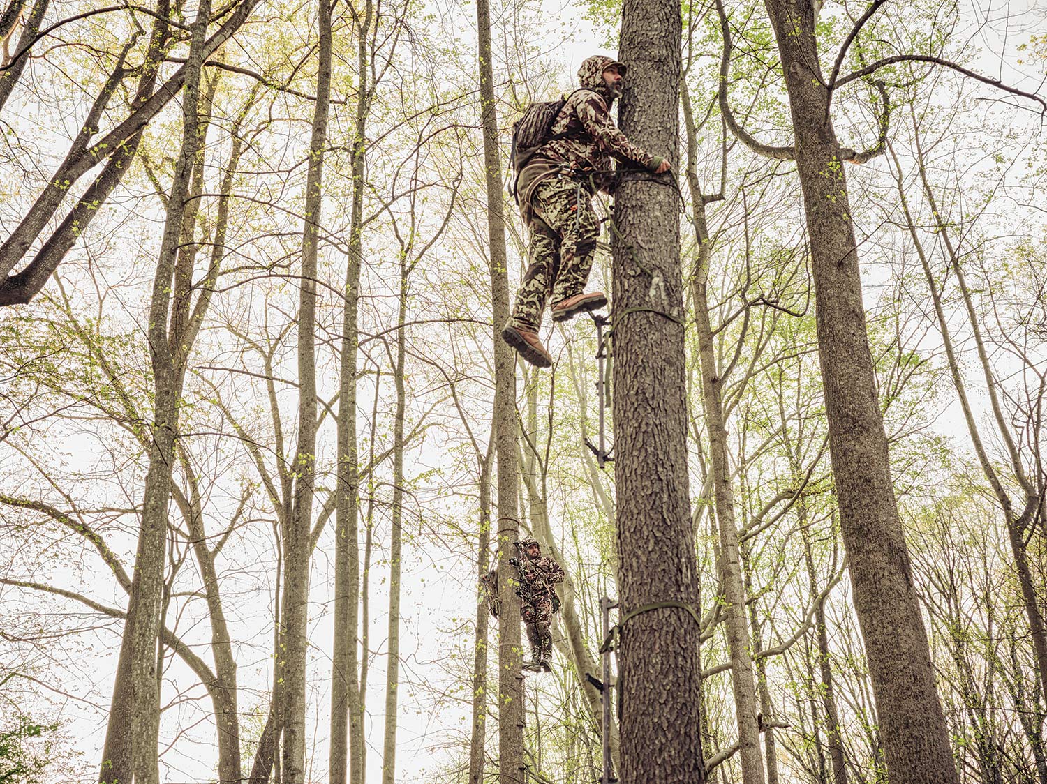 Two hunters use tree climbers to climb trees in the woods.