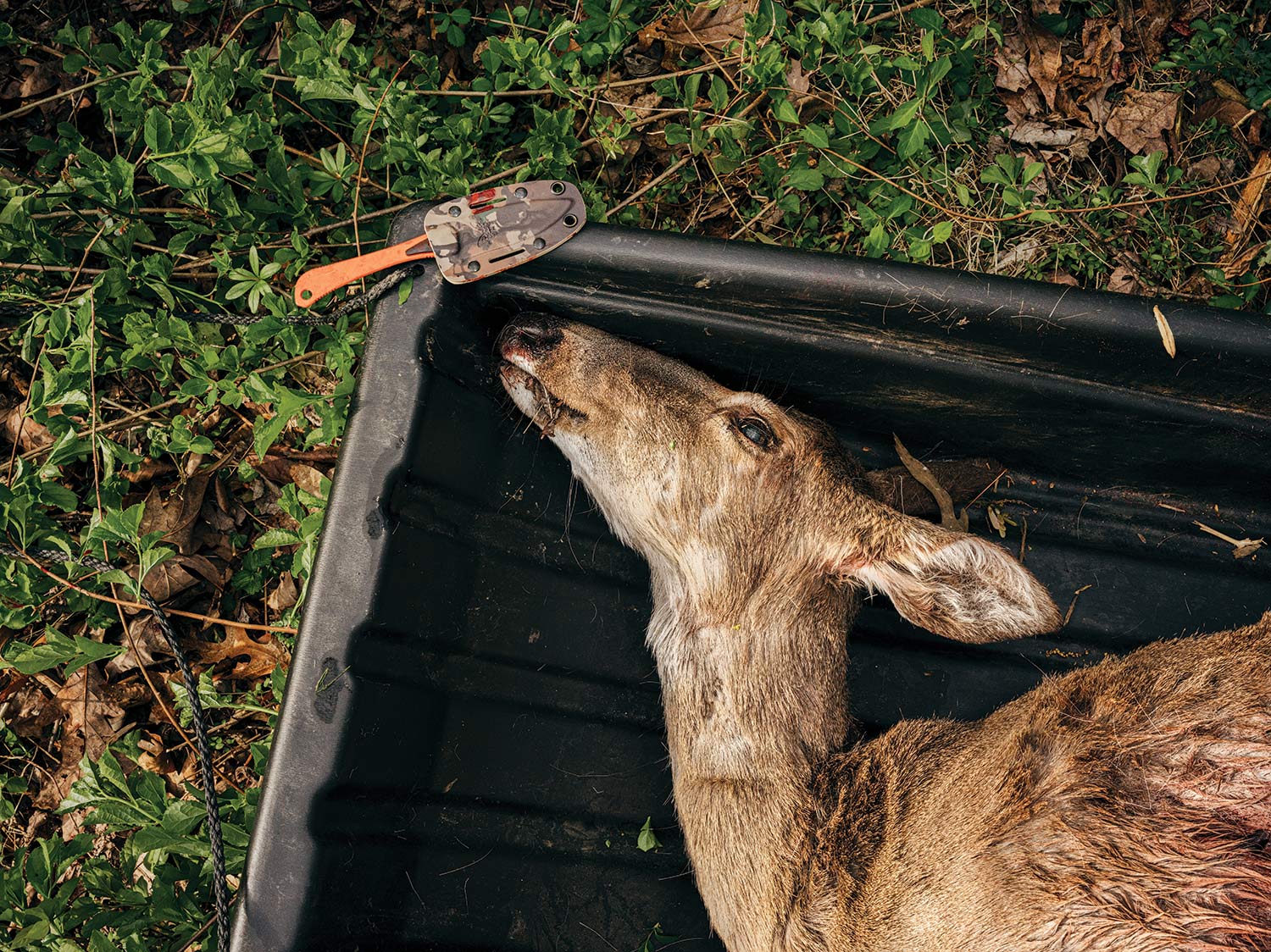 A whitetail doe in the back of a sled for dragging out of the woods.