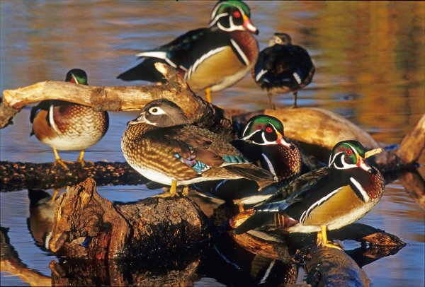 Hunting the Wood Duck Migration: Northern vs. Southern Tactics