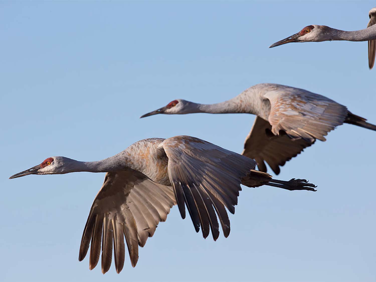 Three sandhill cranes in flight against a clear blue sky.