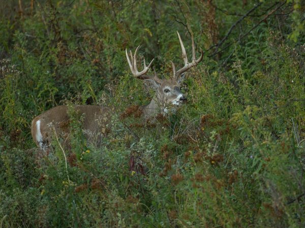 Forget What You Thought You Knew About Hunting Mature Whitetail Bucks (and Start Having More Success)