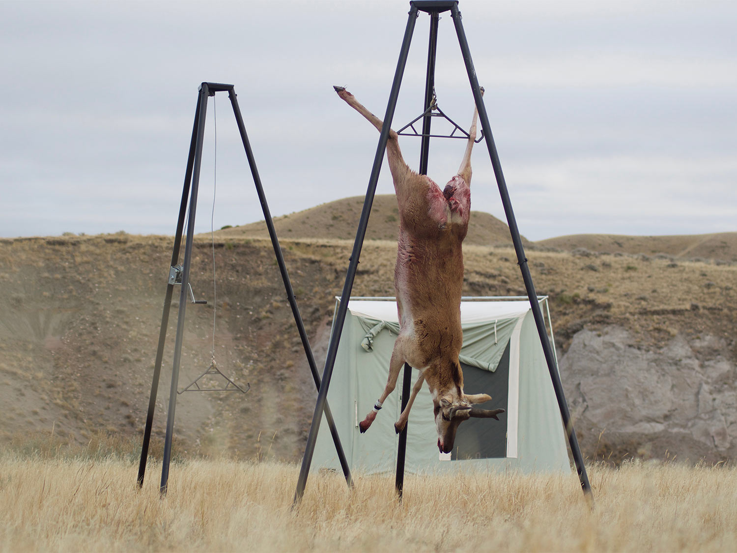 A pronghorn antelope hangs from a skinning station in a large open plain.