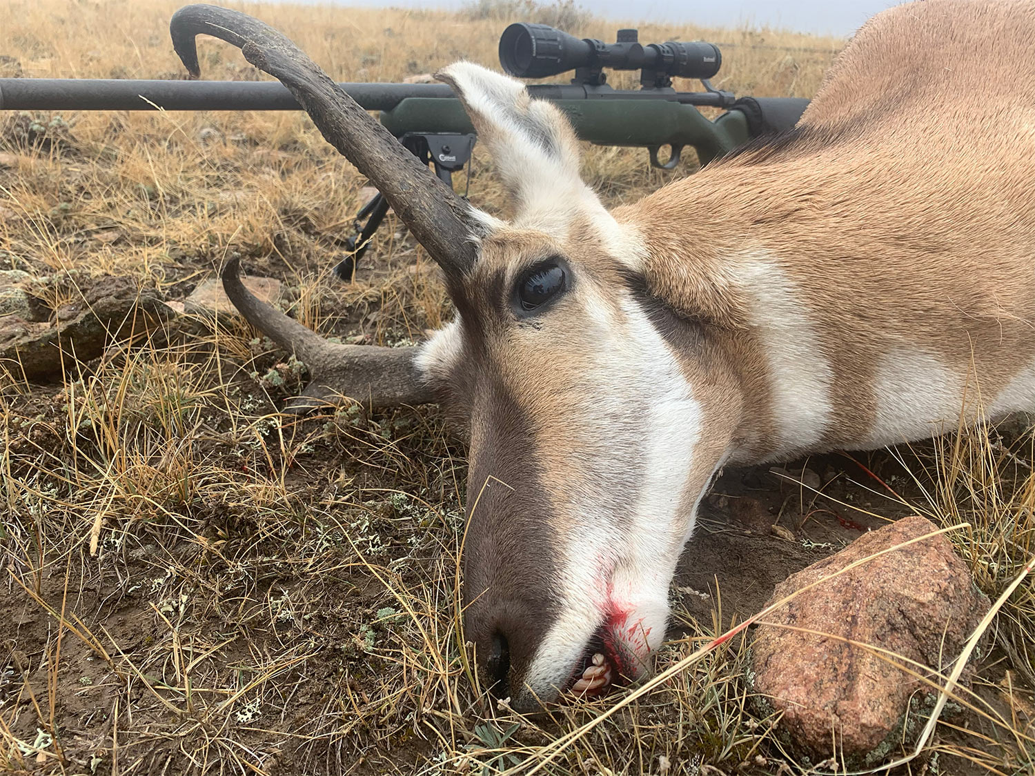 A dropped pronghorn antelope in a field.