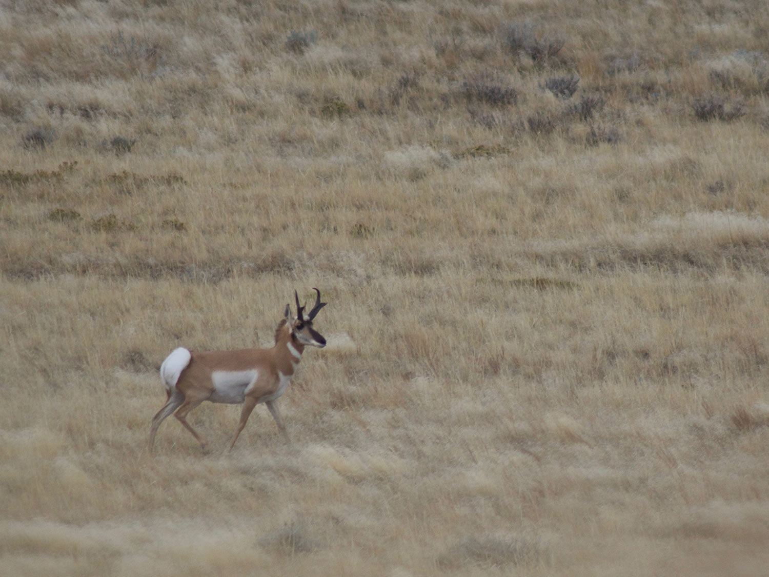 A single pronghorn antelope walks alone in an open field.