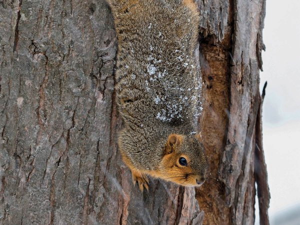 A Good Squirrel Hunt Will Prepare You for a Lifetime of Bigger Game