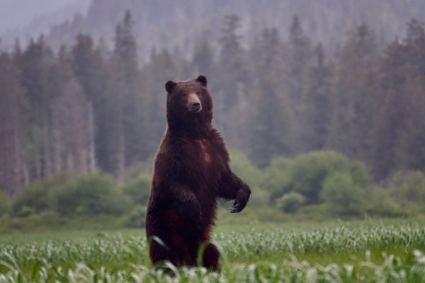 USDA Strips Tongass Roadless-Rule Protections, Favoring Subsidized Logging Interests Over Hunters, Anglers, and Wildlife
