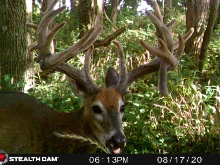 A trail camera footage of a whitetail buck in full velvet antlers.
