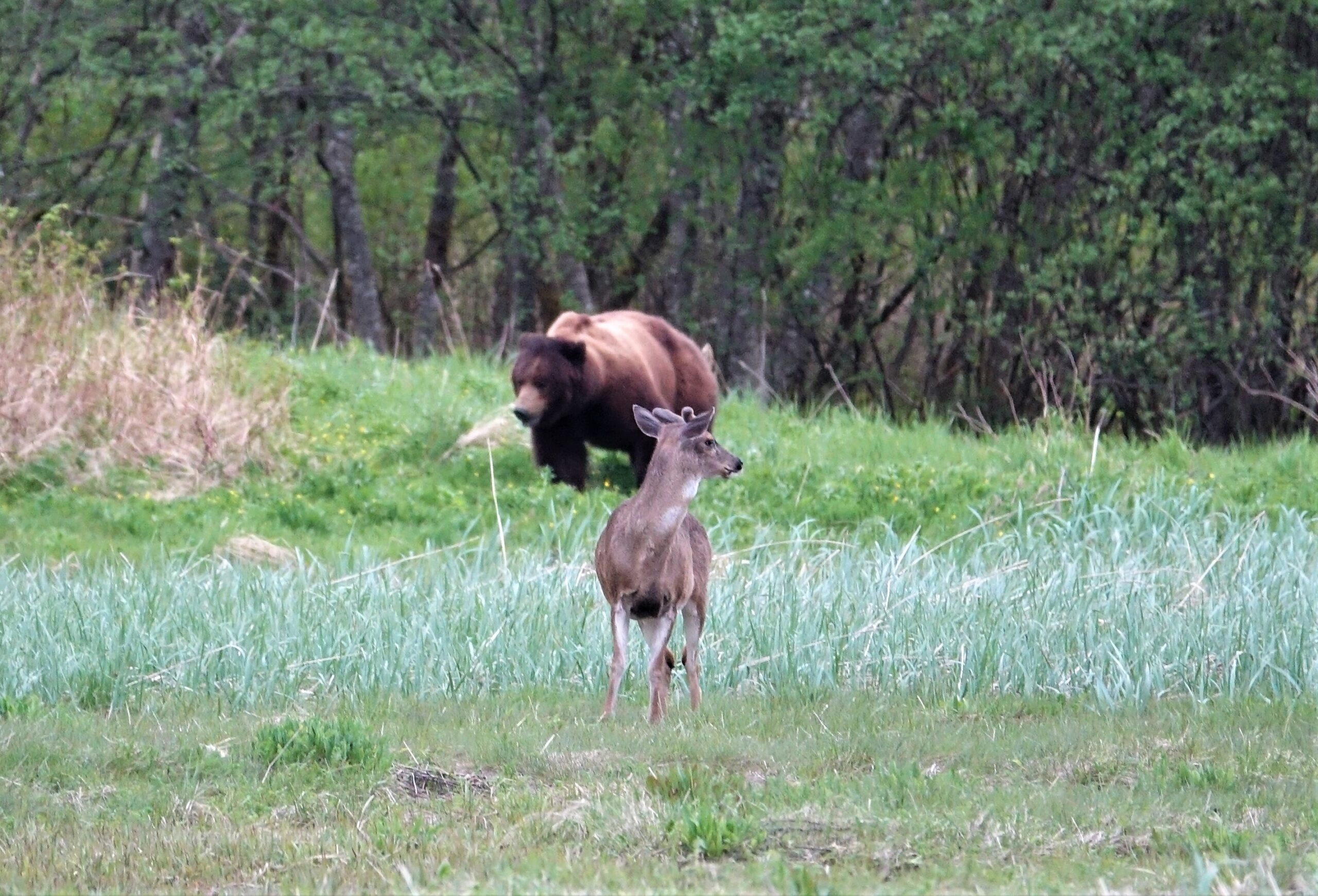 A blacktail deer turns his head to look over his shoulder at a brown bear nearby in a grassy clearing.