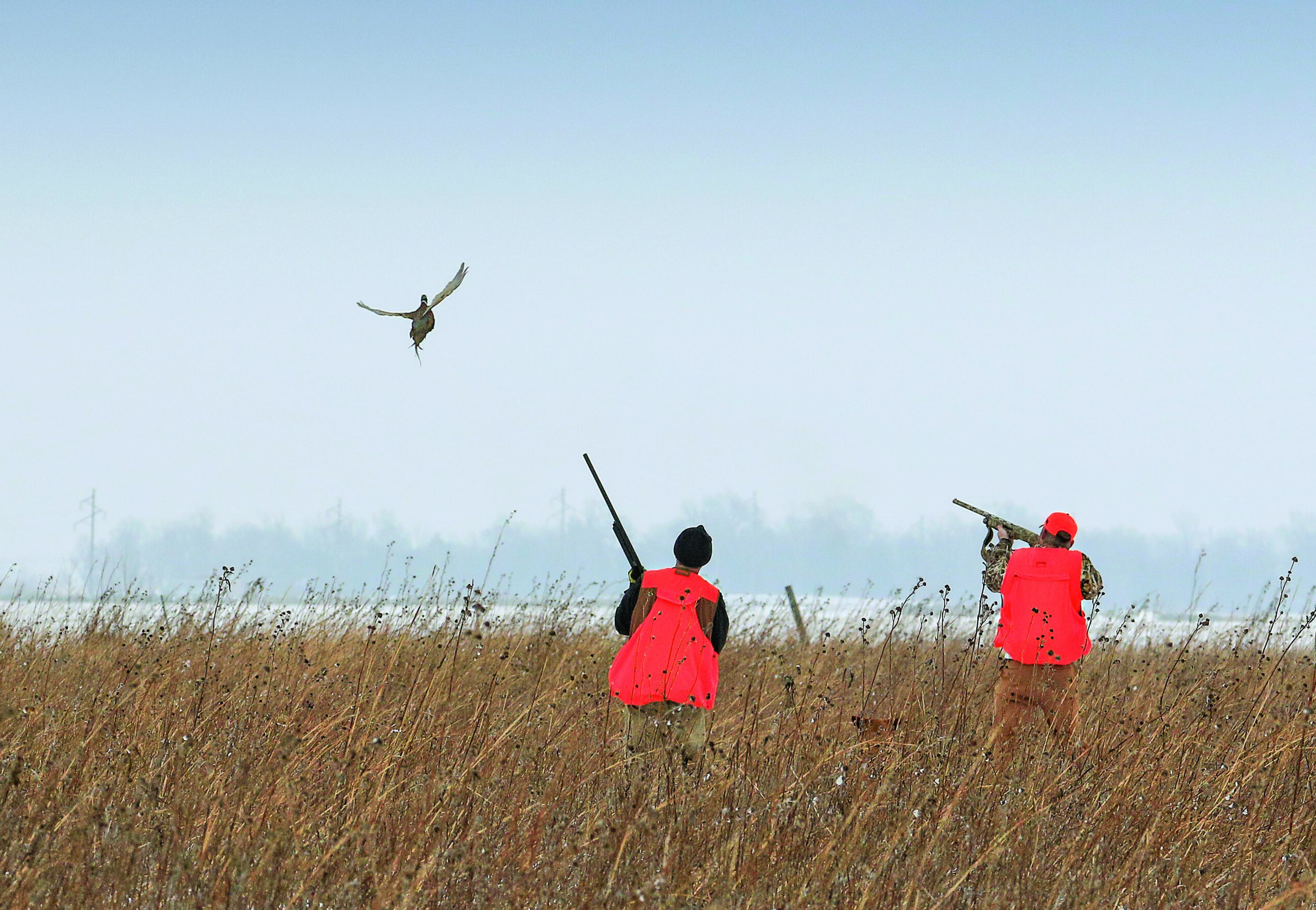 A pair of hunters dressed in blaze orange watch a flushing rooster pheasant.