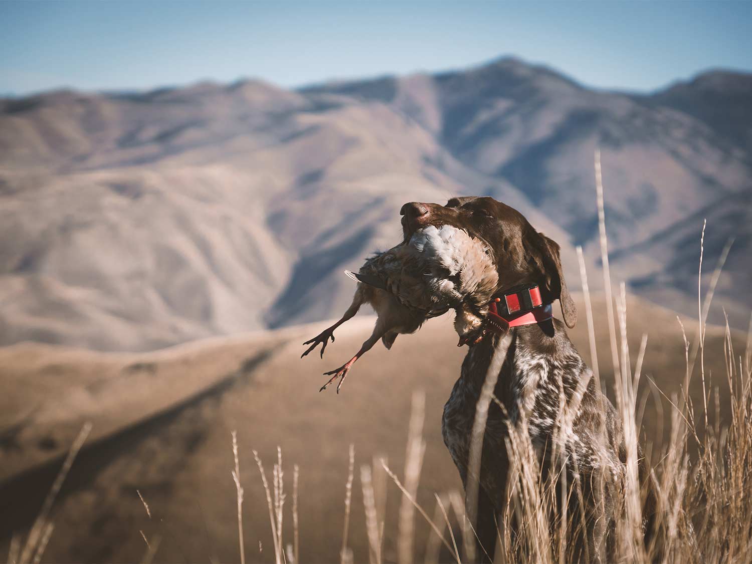 A hunting dog sits in an open range field with a bird in its mouth.
