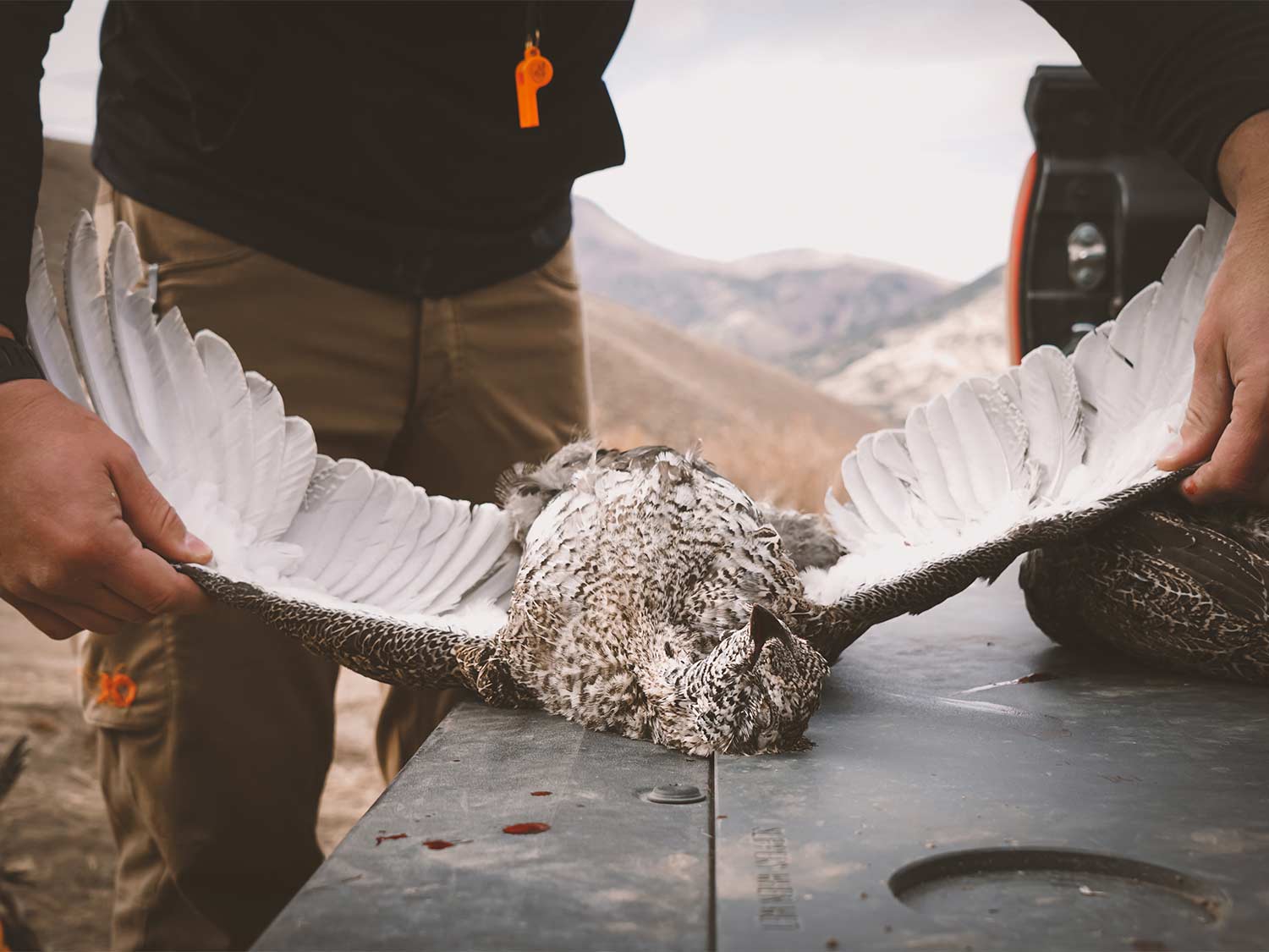 A hunter spreads the wings on a sage grouse.