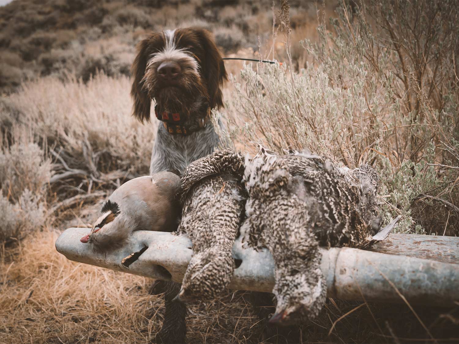 A hunting dog stands beside a limit of chukar and sage grouse birds.
