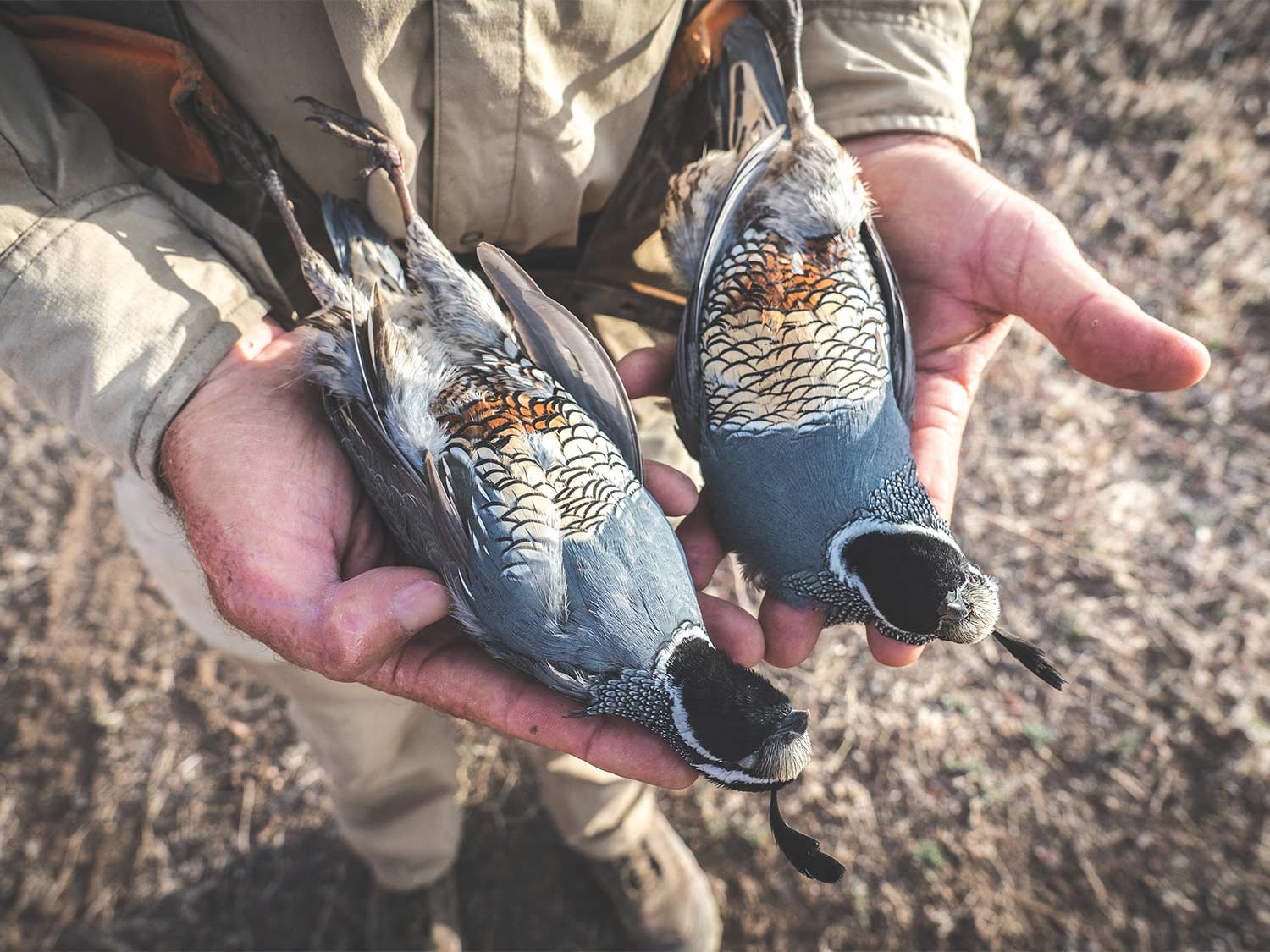 A brace of California quail held up by a hunter.