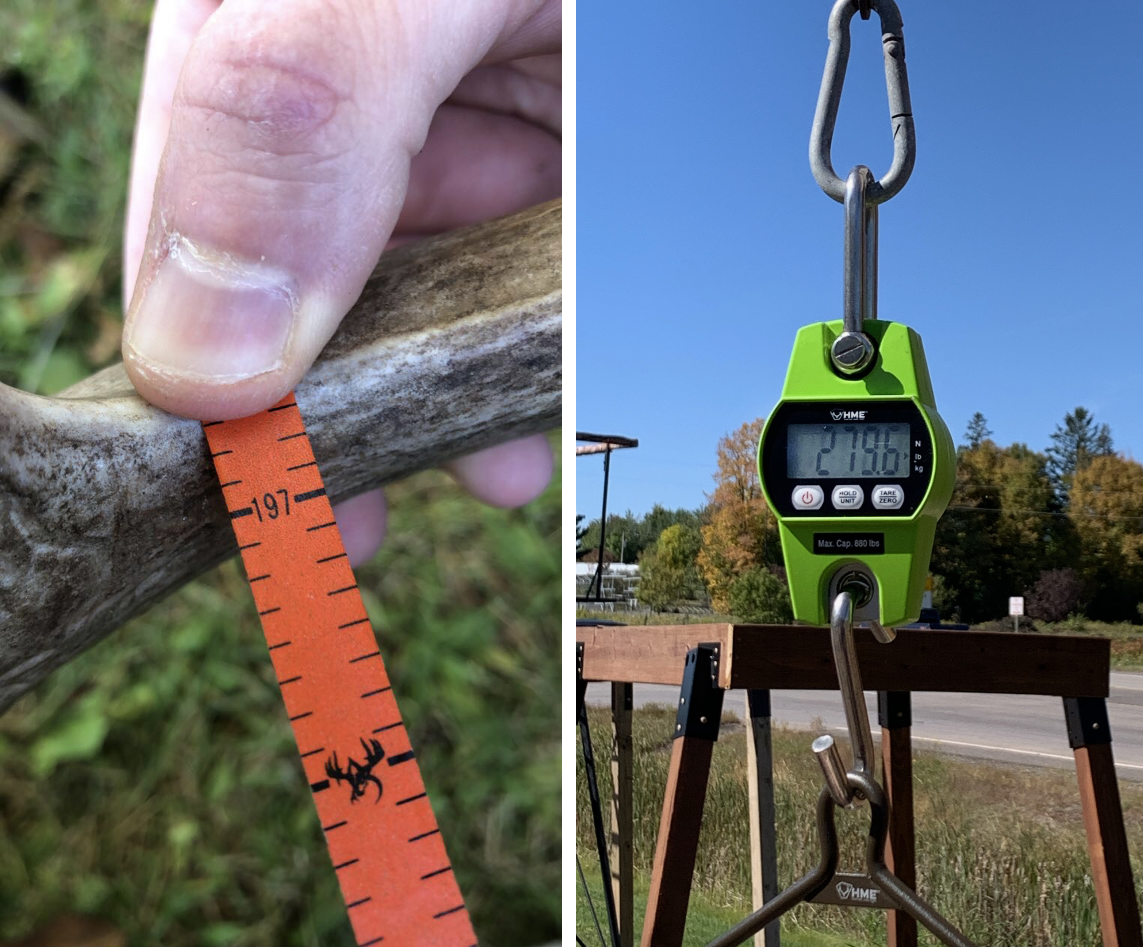 Side-by-side photos of a thumb on orange measuring tape on an antler and a green digital scale with a readout of 279.6 pounds.