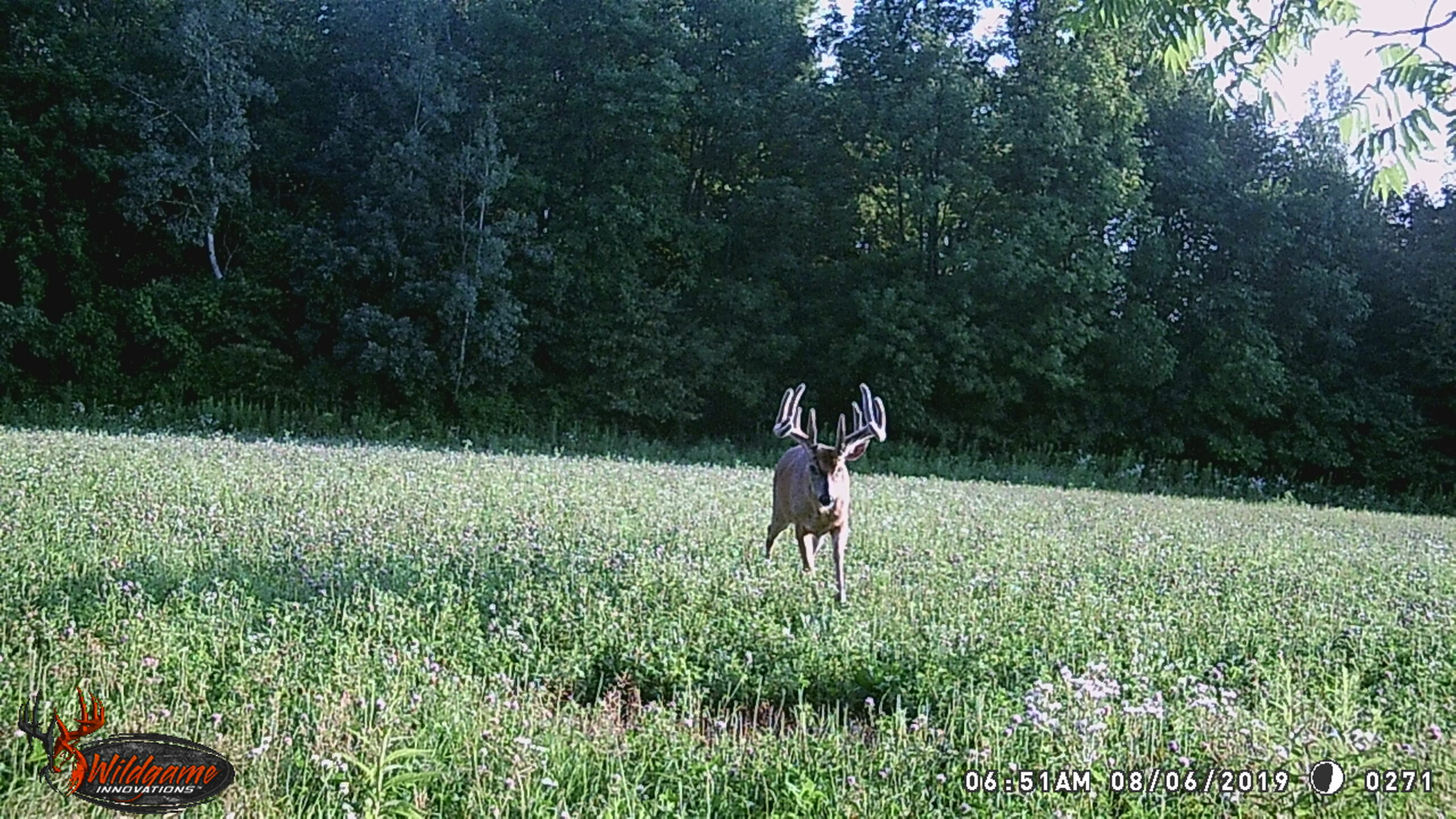 A wildgame trail cam photo in daylight of a big velvet buck.