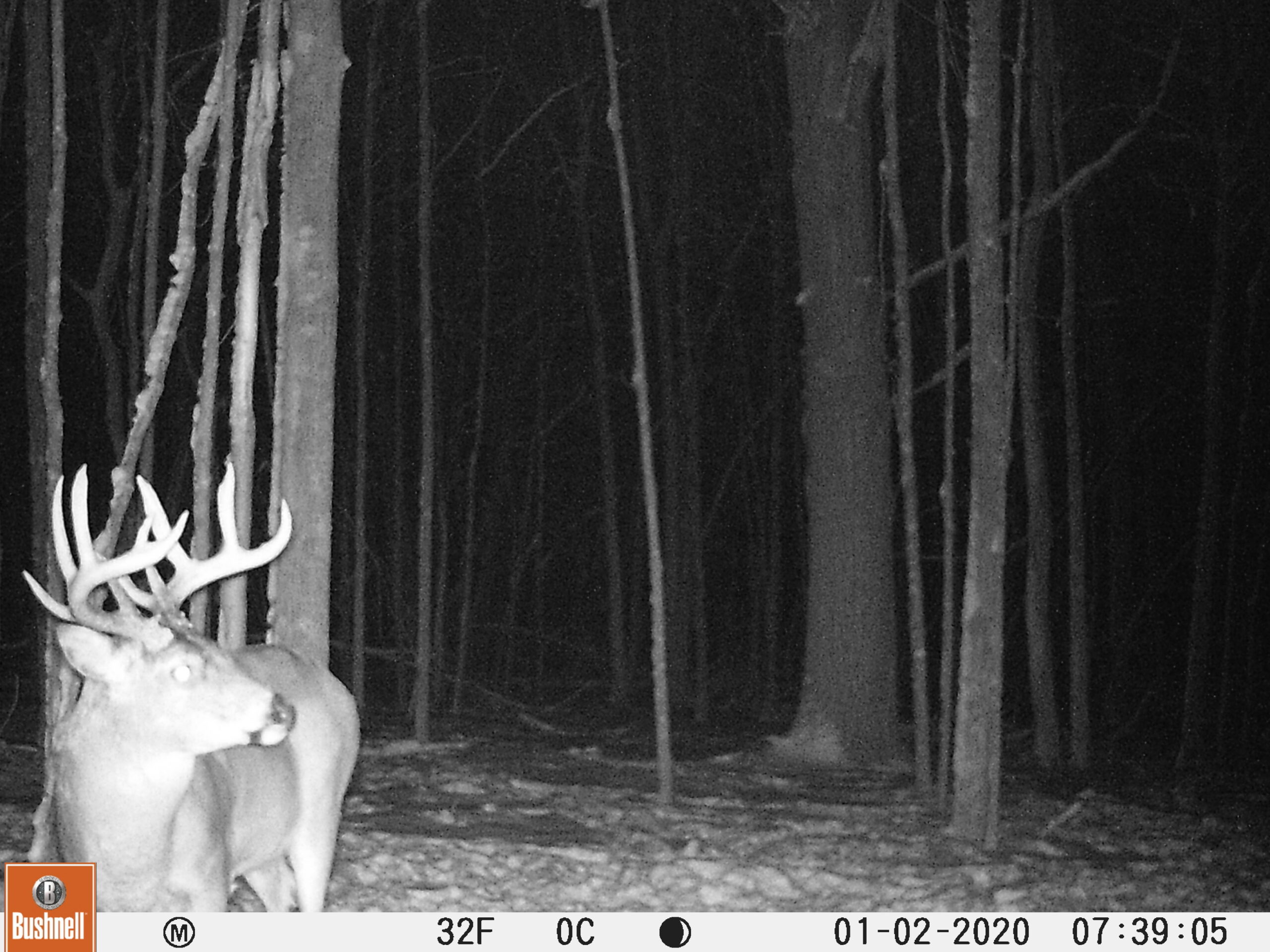 A snowy nighttime Bushnell trail camera photo of a whitetail buck in the woods.