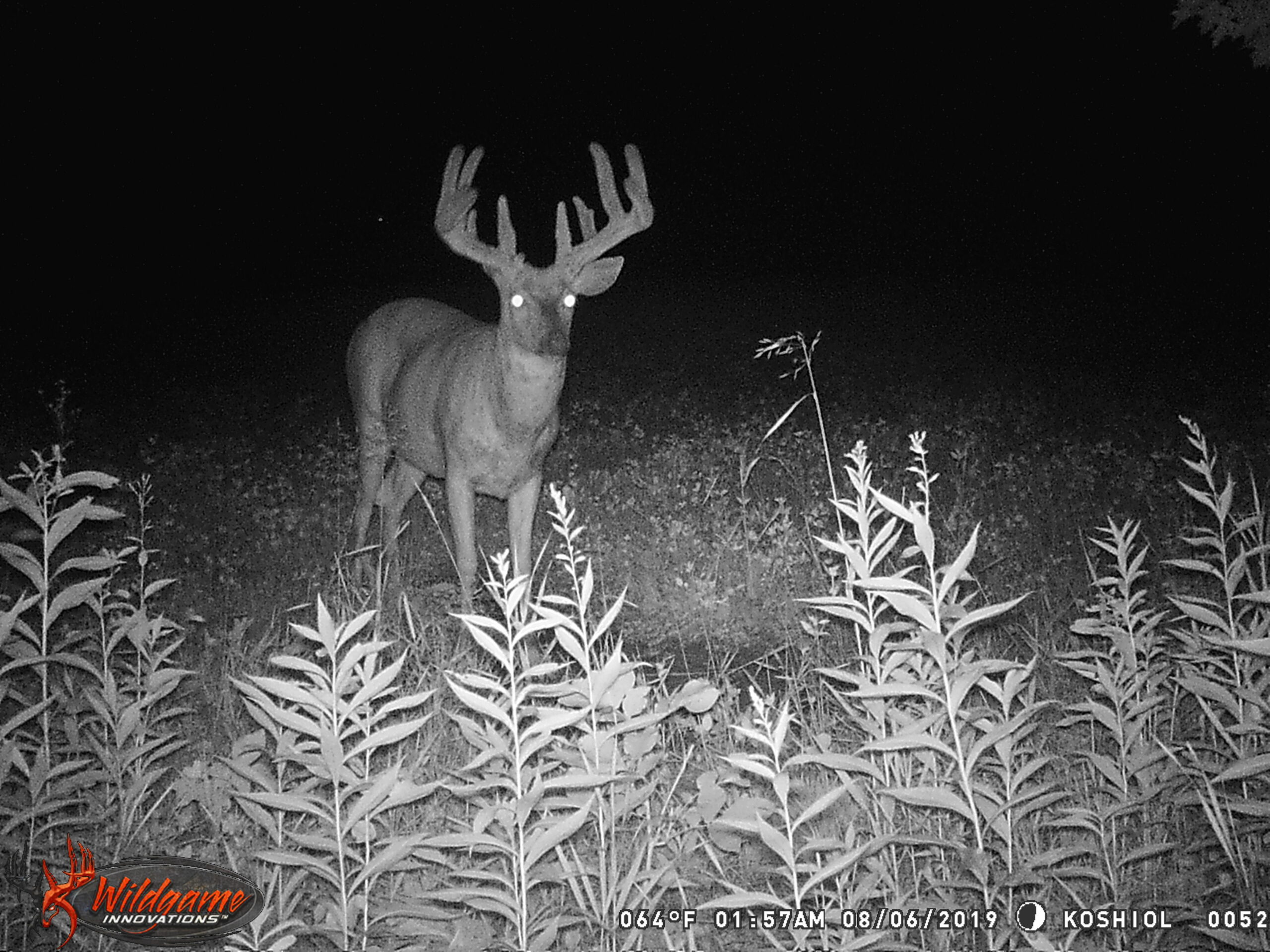 A black and white nighttime picture of a velvet buck on trail camera.