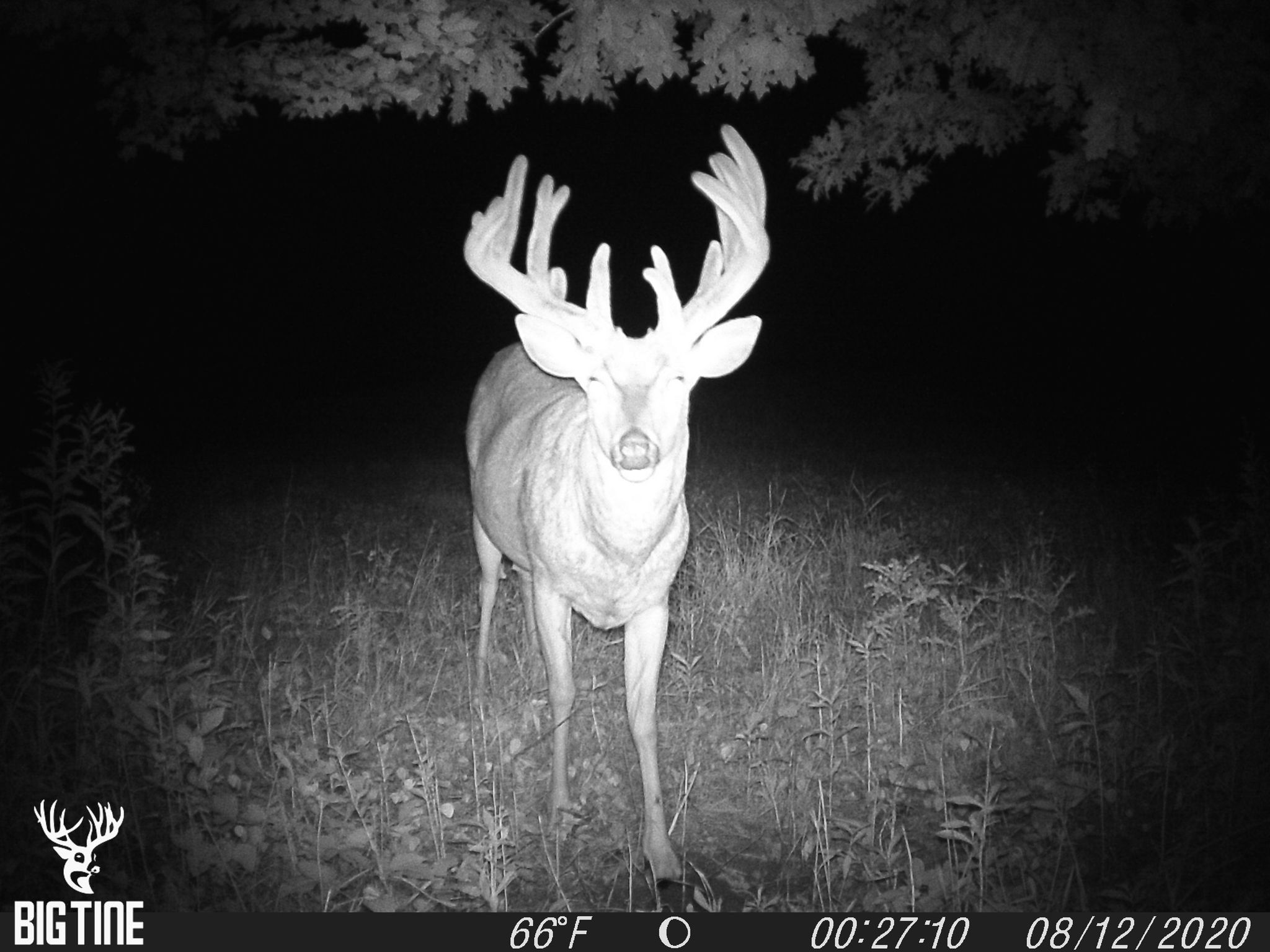 Trail camera photo in black and white of a big buck in velvet.