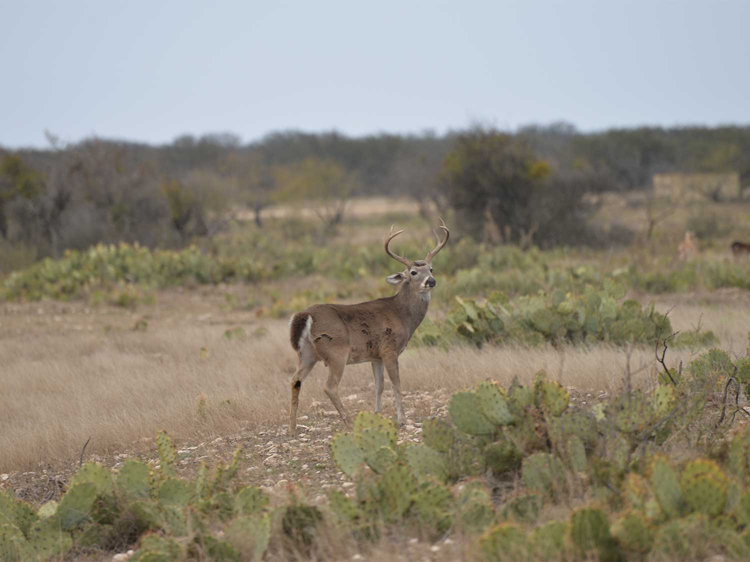 A whiitetail buck walks through a large open field surrounded by cactuses.
