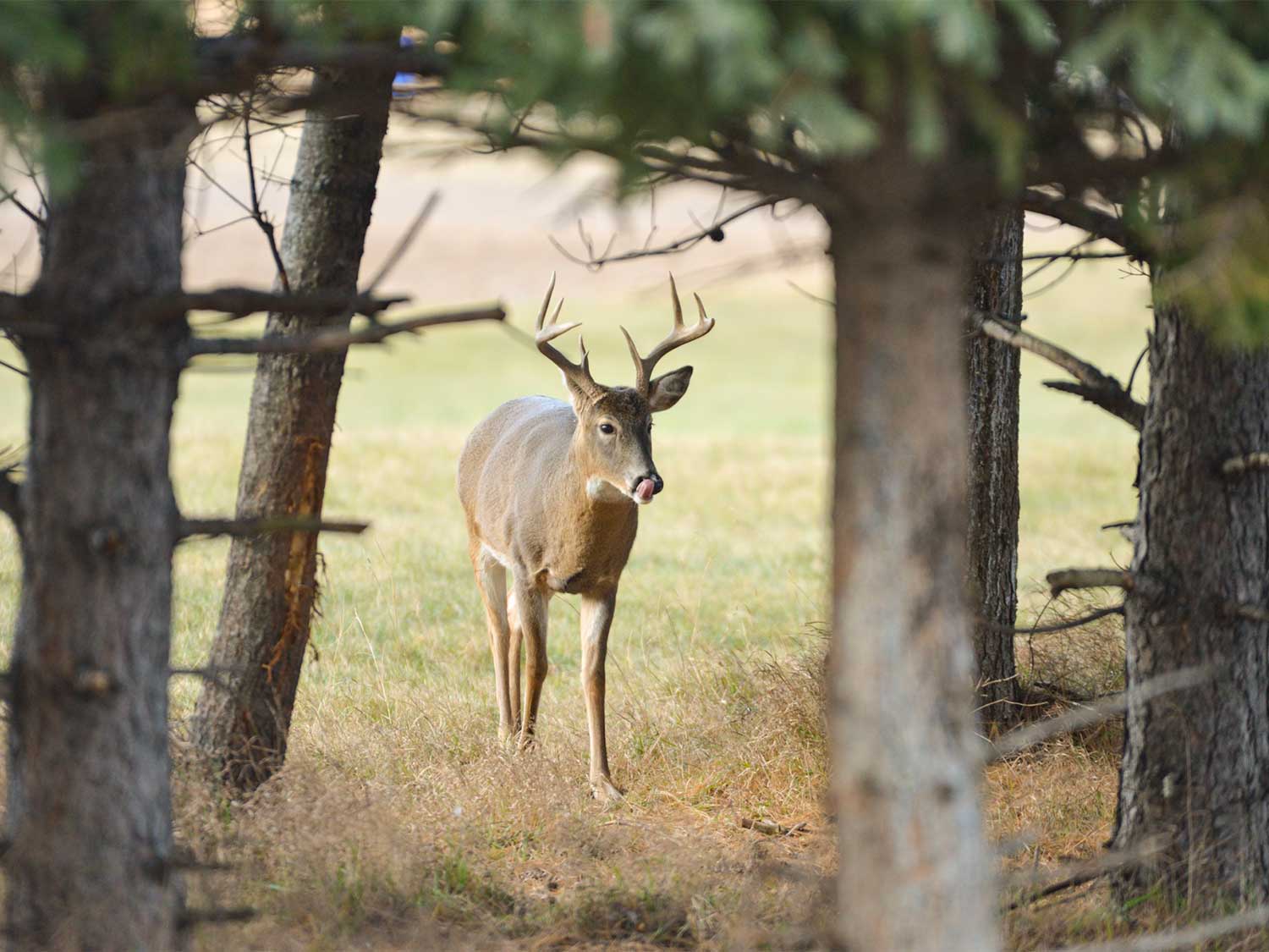 A wingle whitetail deer walks from an open field into a tree line.
