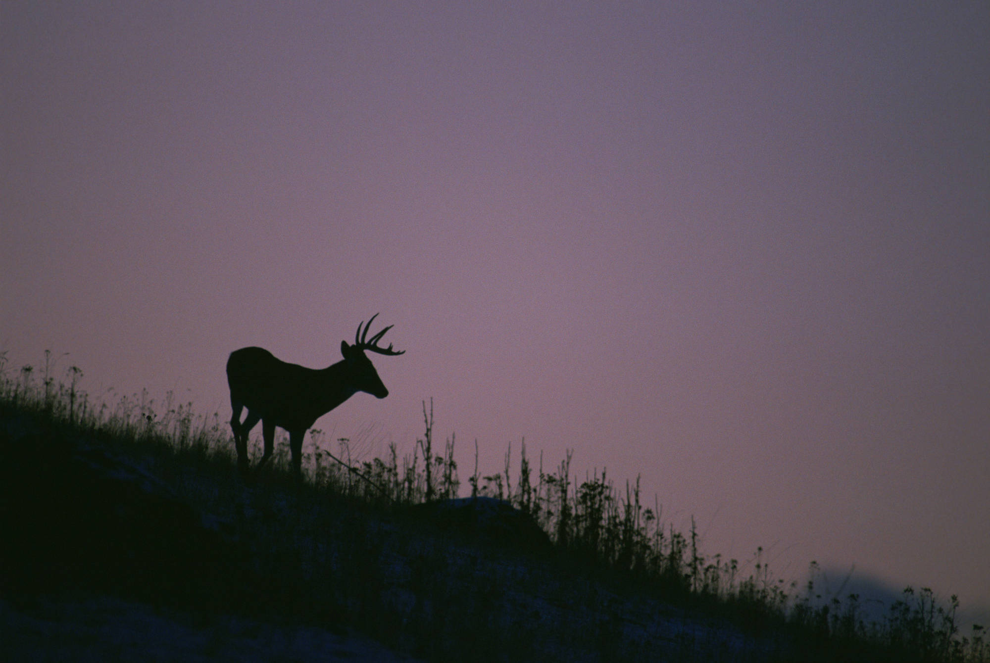 A silhouetted whitetail buck on a ridgeline in front of a purple sky.